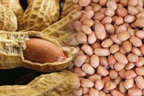 Khasiat kulit ari kacang tanah kaya akan antioksidan sehingga beragam manfaat untuk kesehatan dapat diperoleh dengan mengonsumsi kacang tanah secara tepat dan rutin.